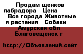 Продам щенков лабрадора › Цена ­ 20 000 - Все города Животные и растения » Собаки   . Амурская обл.,Благовещенск г.